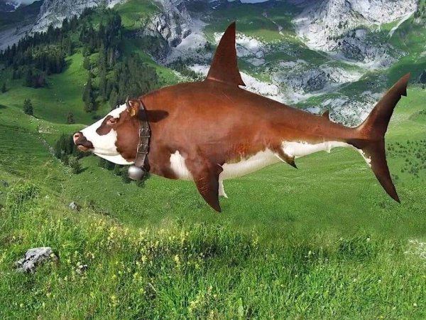 Cow-Shark.jpg