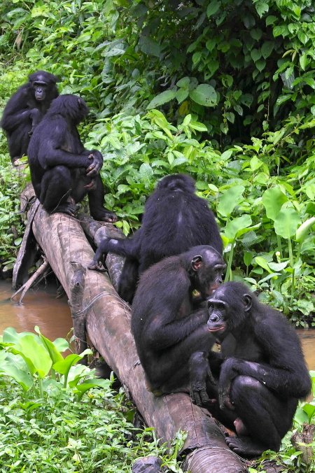 BonoboMonkeys.jpg