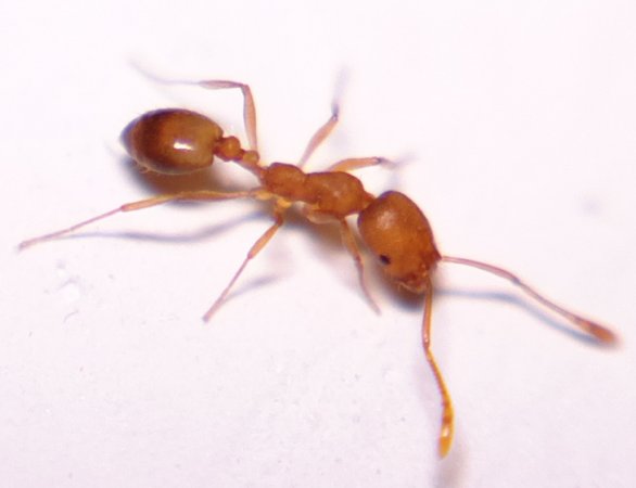 mrav krop.jpg