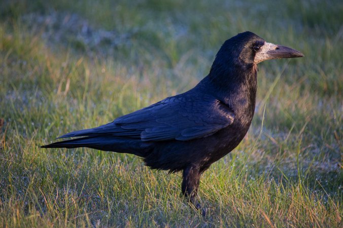 Corvus frugilegus.jpg