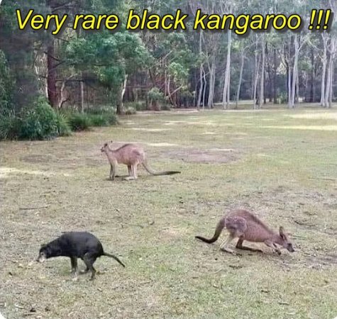 kangaroo.jpg