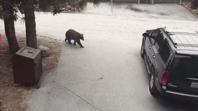 bear.gif