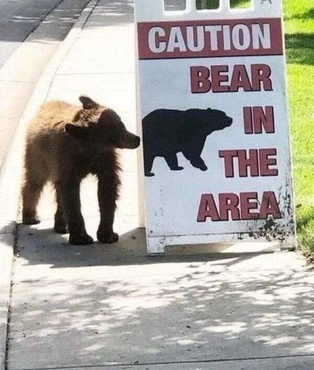 bear.jpg