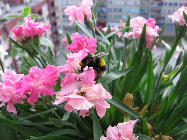 IMG_1470_resize.jpg