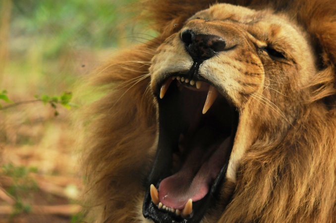 Roaring-Lion.jpg