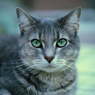 cetko
