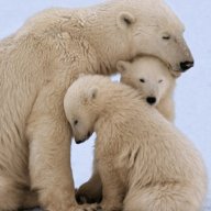 2bears