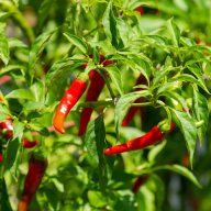 Cayenne