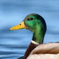 Duckson