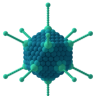kapsid