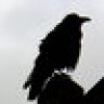 Raven6
