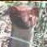 silver.weasel